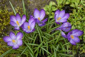 Purple crocus flowers in the garden. Early spring. photo