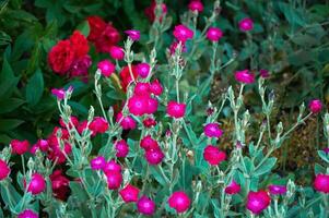 Summer blooming pink Campion roses Lychnis coronaria photo