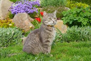 The cat looks away. Tabby gray cat sitting on a stone near spring flowers in the garden.  Pets walking outdoor adventure. Cat close up. photo
