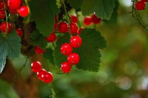 Red currant berries on a branch with green leaves photo