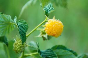 Raspberry branch with yellow raspberries on a background of green leaves photo