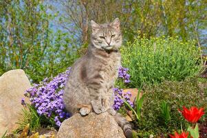 atigrado gris gato sentado en un Roca cerca primavera flores en el jardín. mascotas caminando al aire libre aventura. gato cerca arriba. el gato mira a el cámara foto