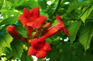 Orange flowers on a tree close-up. Nature in summer. photo