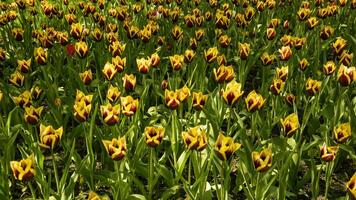 hermosa cama de flores de tulipanes en primavera en un grande parque foto