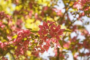 Beautiful blooming sakura tree in spring in the park photo