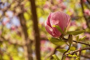 Beautiful blooming magnolia tree in spring in the park photo