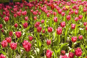 hermosa cama de flores de tulipanes en primavera en un grande parque foto
