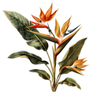 AI generated Isolated illustration of bird of paradise plant png