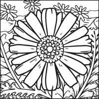 Daisy flower coloring pages. Daisy outline vector for coloring book