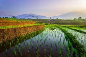 beautiful morning view from Indonesia of mountains and tropical forest photo