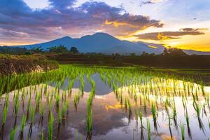 hermosa vista de la mañana indonesia panorama paisaje arrozales con color de belleza y luz natural del cielo foto