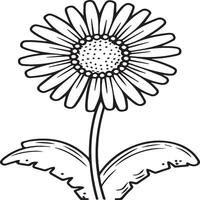 Daisy flower coloring pages. Daisy outline vector for coloring book