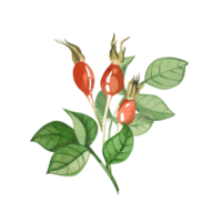 Botanical composition of three red rose hips and green rose hips hand drawn in watercolor. Suitable for printing on fabric and paper, for textiles, design png