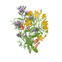 A bouquet of meadow herbs and flowers painted in watercolor. Rosehip, heather, lungwort, hypericaceae, hand drawn in yellow, purple and green watercolor. For printing on paper, for textile design png