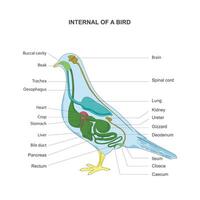 pájaro interno órganos anatomía esquema.pájaro interior anatomía esquema a estudiar el ilustración muestra básico Paloma anatomía. vector