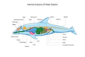 interno anatomía de un masculino delfín. fisiológico estructura contorno diagrama.etiquetado educativo esquema con dentro órganos zoológico vector ilustración.