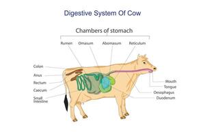 Ruminant digestion system with inner digestive structure outline diagram. Labeled educational scheme with rumen, reticulum, omasum and abomasum vector illustration. Veterinary concept.