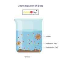 Cleansing action of soap. Structure of soap water molecule, micelle,  Chemistry vector illustration.