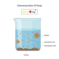 Cleansing action of soap. Structure of soap water molecule, micelle,  Chemistry vector illustration.