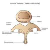 lumber vertebra illustration vector