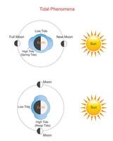 Tidal phenomena. Gravitational forces between Earth, Moon, and Sun causing cyclic rise and fall of ocean levels.Low tide and high tide. vector illustration.