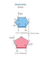 A disaccharide is a sugar molecule composed of two monosaccharides joined by a glycosidic bond. Sucrose or canesugar. Glucoce and fructose. Chemical illustration. vector