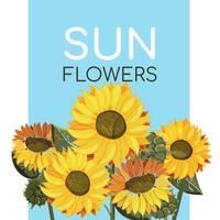 Sunflowers on a blue background with text. Field of yellow summer flowers. Sunflower seeds. Postcard or poster on the theme of botany. Drawn with paint. Vector illustration