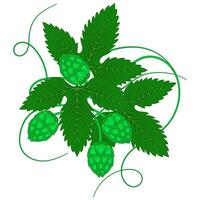 Green hop with leaves isolated on white background vector