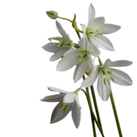 AI generated Elegant white lilies with a transparent background png