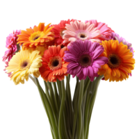 ai generado vistoso gerbera margaritas con un transparente antecedentes png