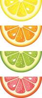 Set of four  fresh citrus fruit slices vector