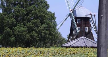 tournesols de le ferme près le vert arbre et Moulin à vent ensoleillé journée téléobjectif coup video