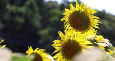 girasoli e ape a il azienda agricola soleggiato giorno vicino su video