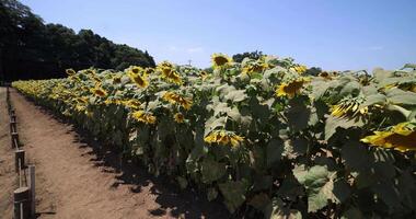 Sunflowers at the farm sunny day video