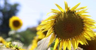 girasoles a el granja soleado día cerca arriba video