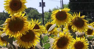Sonnenblumen beim das Bauernhof sonnig Tag video