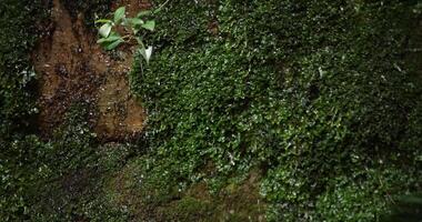 un lento movimiento de agua otoño en setagaya tokio en verano cerca arriba video