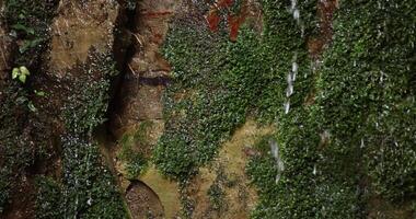 A slow motion of water fall in Setagaya Tokyo in summer close up video