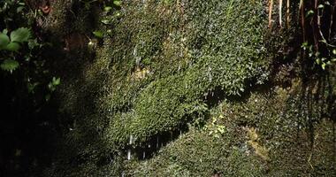 un lento movimiento de agua otoño en setagaya tokio en verano cerca arriba video