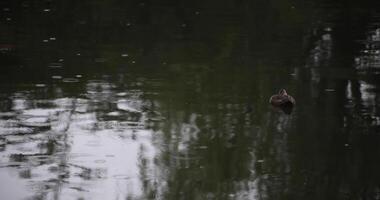 un lento movimiento de fluido Pato a el estanque lluvioso día video