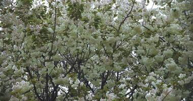 en långsam rörelse av ukon körsbär blomma svängande i de vind molnig dag handhållen video