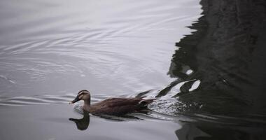 A slow motion of flowing duck at the pond rainy day video