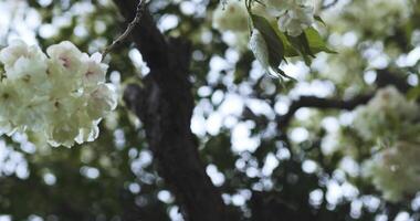 un lento movimiento de ukón Cereza flor balanceo en el viento nublado día de cerca Mano video