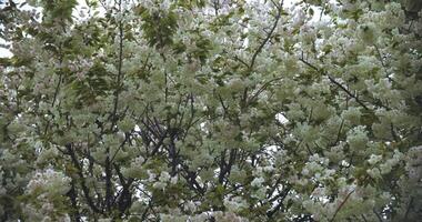 en långsam rörelse av ukon körsbär blomma svängande i de vind molnig dag handhållen video