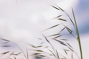 Wild grass spikes against cloudy sky with sunlight, low angle view perspective. Wild spikes in the meadow inflates the wind. Feather Grass. Europe, Germany, Bavaria. Copy Space. Selective focus photo