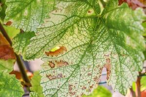 Close up of the ill damaged grape leaf. Detail of the Sick grape leaves in the wine garden on a summer day.  Yellow rust disease affects grape leaves. photo