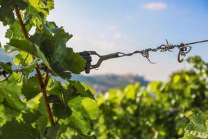 Vineyard in summer. Close-up of green Grape leaves in sunlight. Details of wine grape leaves on the blue sky background. Grape arch. Cultivation of home grapes. Copy Space. Selective focus photo