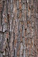 de cerca de un antiguo árbol ladrar. el áspero piel de un antiguo árbol. natural madera antecedentes. de madera textura. foto