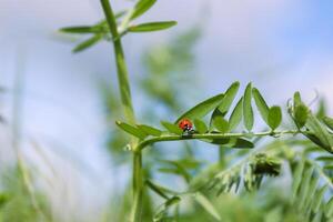 Ladybird on a sweet pea leaves. Blue cloudy sky background. Ladybug life. Spring Vetch plant on a wild meadow. Low angle view.  Copy space. Selective focus. photo