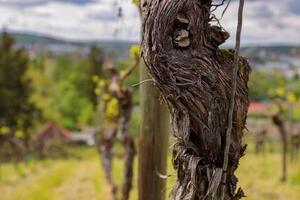 Beautiful Grapevines bark texture. Close-up of vine trunk. Bark of grape plant. Strain of old vineyard. Blurred background. Wooden texture.  Selective focus. photo